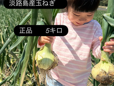 【正品】今が旬の淡路島玉ねぎ5キロ
