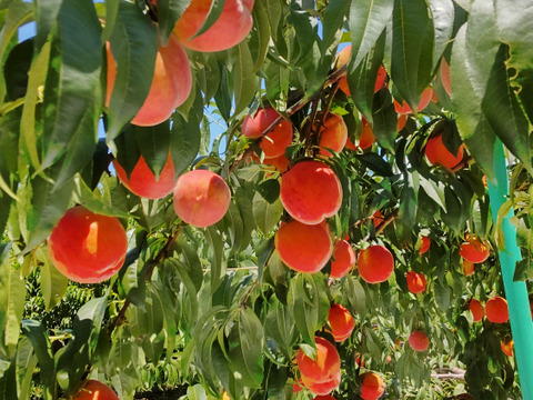 シャキっと美味しい❗️希少なワッサー(家庭用3㎏以上)