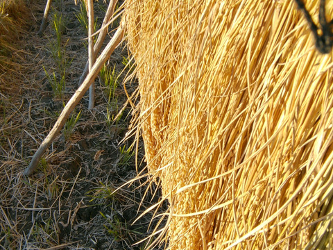 【自然栽培・はざかけ天日干し】
生米糀500グラム