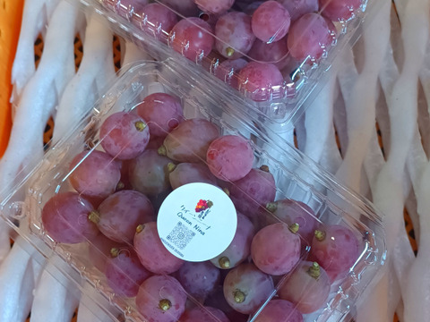 ご家庭用クイーニーナ粒(1キロ)訳あり