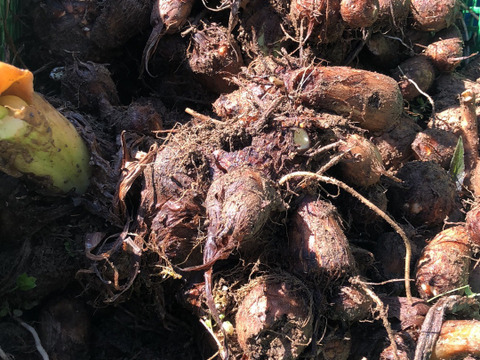期間限定！自然栽培✴︎土の味里芋4キロセット