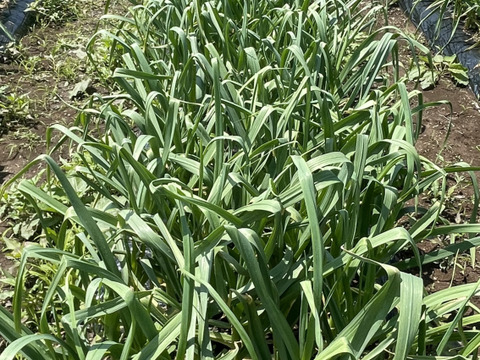 【期間限定】掘りたて！『四国カルスト大野ヶ原産の生にんにく白玉王』サイズは(小から大)土付き 3玉