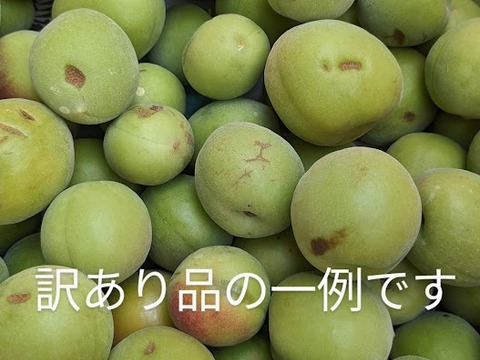 農家直送！平武農園の紀州南高梅【家庭用1kg】　和歌山県有田産　梅干し用