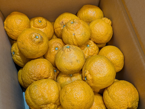 しらぬい訳あり8kg