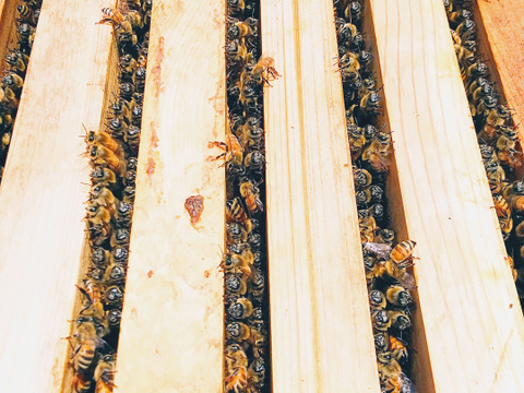 採れたよ♪“完全非加熱”オリジナルブレンド蜂蜜~百花(500g·2本) 和歌山・村上養蜂 ほんまもん蜂蜜