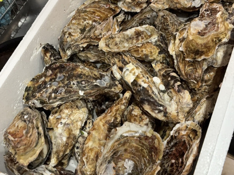 【水産庁補助事業 送料無料】🦪 生食用５ｋｇ（30~80粒） 殻付き 牡蠣 牡蛎 殻付き牡蛎 kaki カキ 松島牡蠣屋 生牡蠣にも、BBQに最適🔥 海産物 オイスターA
