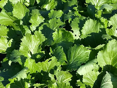 ぬか漬けセット🍆🥕【数量限定❗❗】ばぁばのモノスゴイ野菜（大根とカブつき🥕）😋🍙子供に食べさせたい野菜❗❗✨✨✨