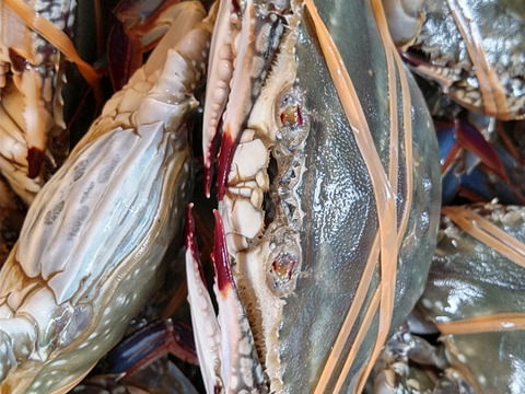 ワタリガニ メス 活発送 中サイズ４ｋｇで約16-20杯【豊漁10％OFF中】渡り蟹 ガザミ 梭子蟹  がざみ 生蟹 生カニ 活カニ 活蟹 ケジャン 松島牡蠣屋 梭子蟹 雌