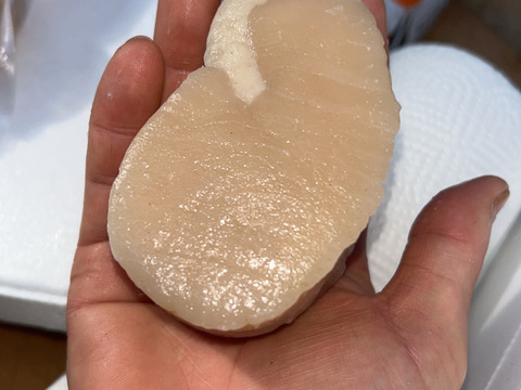 日間賀島産【天然 平貝（タイラギ）】
春が旬，貝柱，貝紐，玉｜刺身用・寿司ネタ・高級貝・産地直送|下処理済発送‼︎3枚