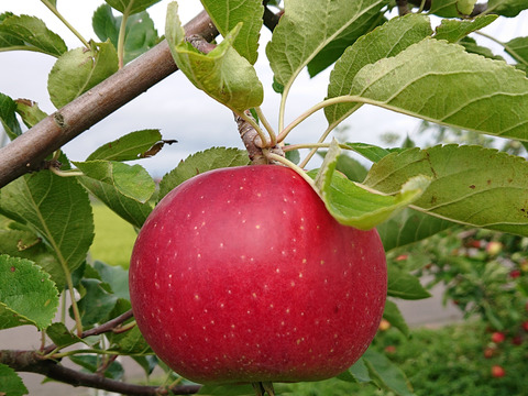酸味が特徴！岩手江刺産【紅ロマン】
