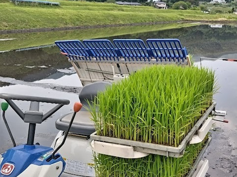 【新米】農薬化学肥料不使用　信州伊那谷★コシヒカリ(白米)2025年産・10㎏