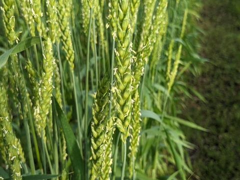 うどん　(乾麺)200g×4袋