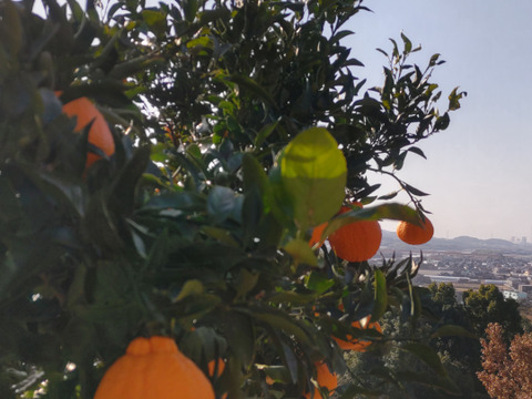 訳あり！不知火「約5キロ」