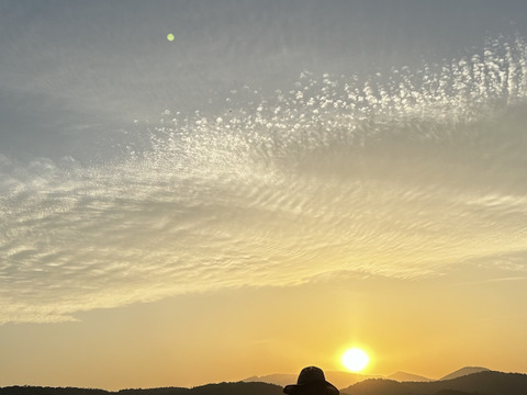 ひとめぼれ 10kg