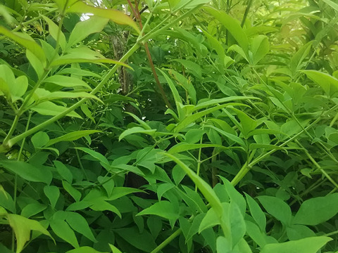 観賞用🌱自然栽培南天の葉つき🌿【数量限定❗❗】子供に食べさせたいばぁばのモノスゴイ野菜と南天の葉セット 🥕✨✨✨