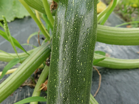 ズッキーニ　野菜　農薬不使用　農家直送 大活躍ズッキーニ 栽培期間中農薬不使用 送料込み!!約1kg（5本