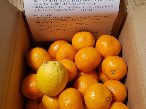箱込約5㌔　1,000箱以上売れるゲリラセールミカン