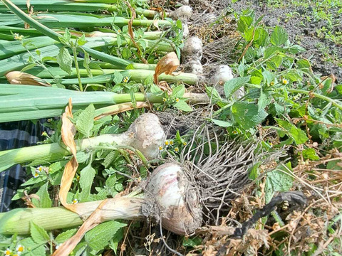 ホクホクで甘いホワイト六辺ニンニク！1kg【栽培期間中農薬・化学肥料不使用】