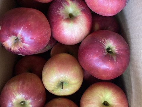 在庫わずか！紅玉ラフランス2種盛！お試しラフランス3キロ＋訳あり紅玉3キロ　合計6キロ以上。　農薬半減栽培で安心安全