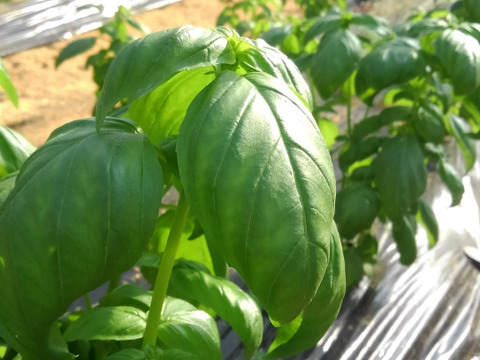 フレッシュバジル　100g