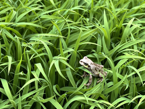 【令和7年新米】特別栽培米ひとめぼれ玄米10キロ