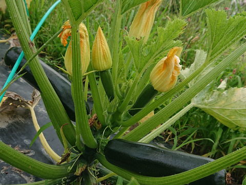 【淡路島 自然栽培 固定種 ズッキーニ】2キロ 無肥料 農薬不使用　サラダにお新香、グリルにソテー、緑色白ズッキーニ（UFO）食べ比べ