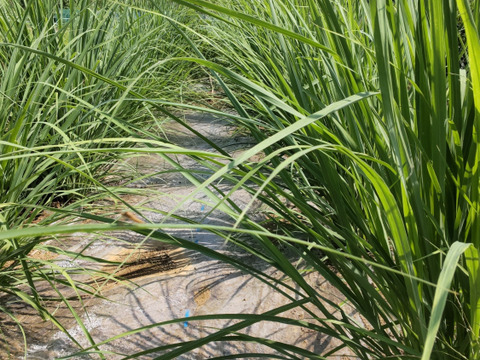 【数量限定アソート商品】大切な方への贈り物に！体と心に沁み渡る豊かな香りと味わい！ハーブティーアソート（農薬化学肥料不使用）リカバリー/リラックスブレンド、ハイビスカスローゼル華やぎ