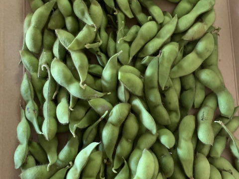 自然栽培　本日採れたて最高に美味い京丹波黒枝豆　綺麗な豆のみたっぷり560g