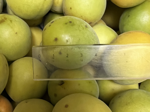 梅 10kg 栽培中農薬不使用
