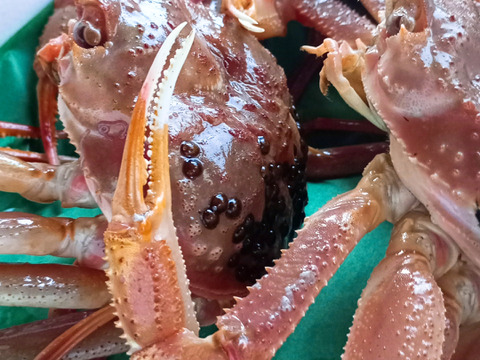 鼠ヶ関港の漁師直送！旬のズワイガニ６杯