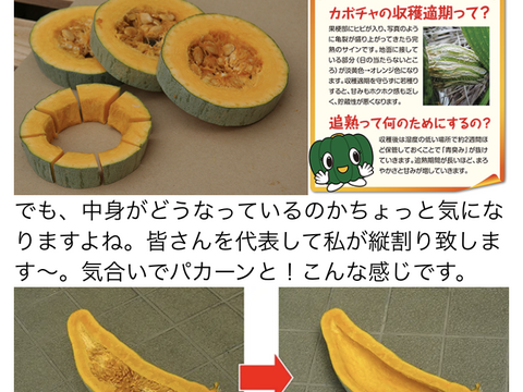 自然栽培冬至用かぼちゃ甘龍4.5kg