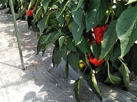 土で育てた　匠のパプリカ　北海道栗山町産　10玉