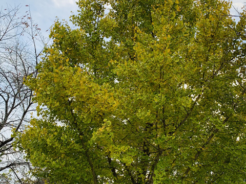 【自然の恵み】ぎんなん300g