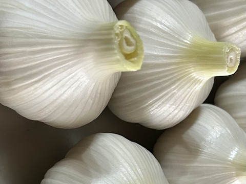 自然栽培　採れたて特大生にんにく　6個
