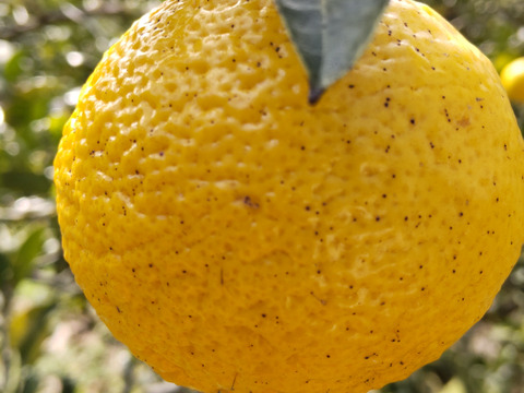 爽やかで甘い「黄金柑1㎏」「愛媛県産」