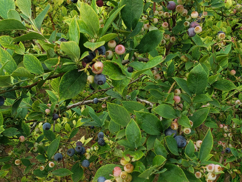 【贈答用】摘みたて　農薬不使用　千葉県産　生ブルーベリー　100g×6パック　2セット　1,2kg