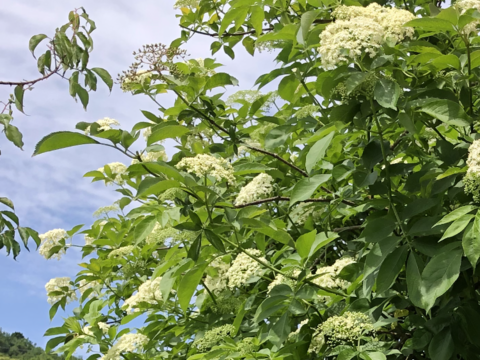 エルダーフラワー 600g  自然農栽培 5月半ばからご予約順に順次発送いたします。
フラワーウォーターフラワーコーディアル、シロップなどに。