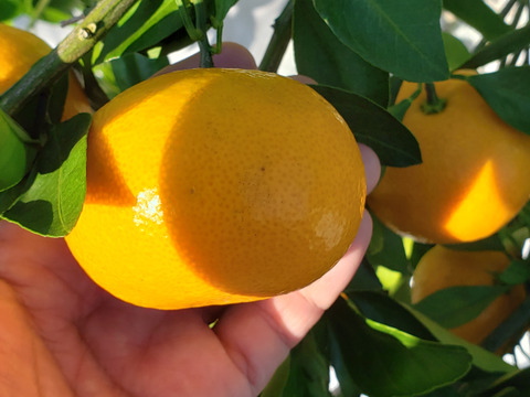こだまちゃん】平均糖度13度以上の濃縮された早生みかん🍊小玉2S こだまちゃん】平均糖度13度以上の濃縮された早生みかん🍊小玉2S