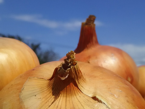 常温便🥔🥔🥔じゃがいもと玉ねぎのセット✨️✨️✨️ニンニクつき🧄✨✨✨【数量限定各４kg❗❗】子供に食べさせたいばぁばのモノスゴイ野菜😋🍠🍠✨✨✨