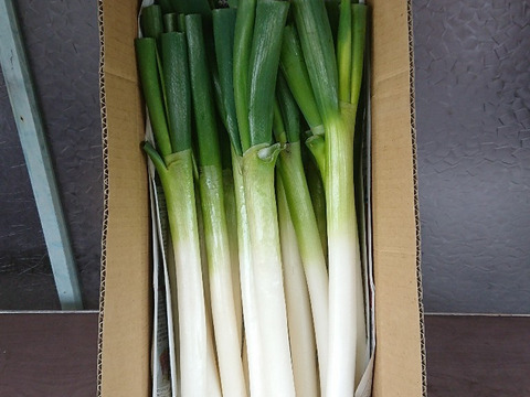 白ネギ30キロ、鳥取県産鳥取県産 - 野菜