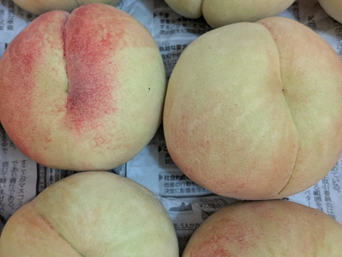 桃あかつき12玉