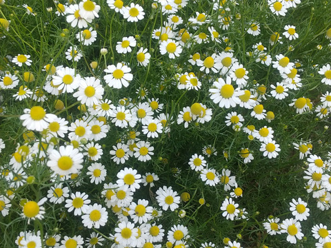 【ゲン担ぎ福袋】約30%お得！おまけ付き！体と心に沁み渡る豊かな香りと味わい！ブレンドハーブティーバッグ（3種）、リーフ（2種）詰め合わせ計5種3776円（5250円相当）（農薬化学肥料不使用）