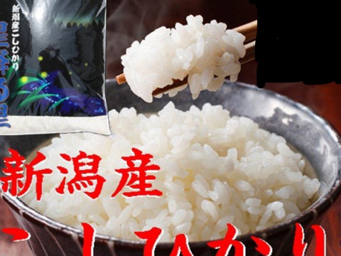コシヒカリ 10kg 白米 令和二年産