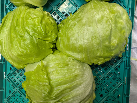 【香川県産】
サラダにおススメ👌しっかり重さがのったみずみずしい
レタス３玉セット