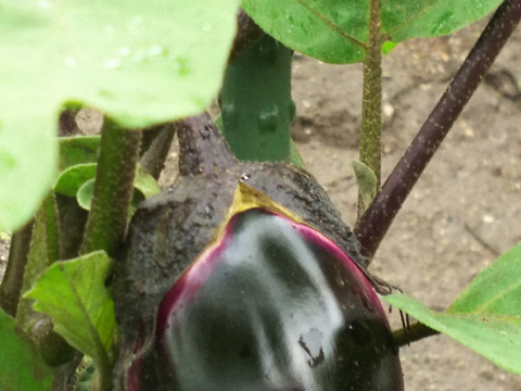 【なす•クール便】希少在来種「新潟黒十全茄子」甘味あるやわらかナス 浅漬けに最適 1kg