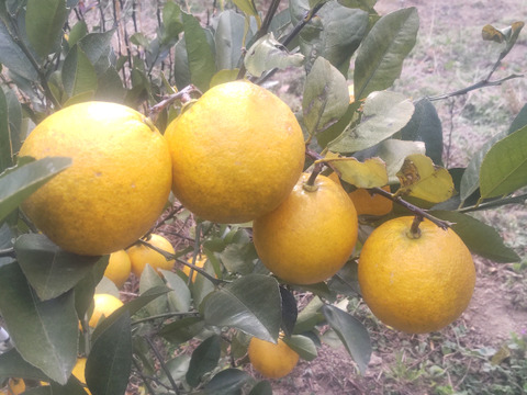 そのまま食べる事が出来る希少レモン　２キロ(約20個入）レモネードレモン