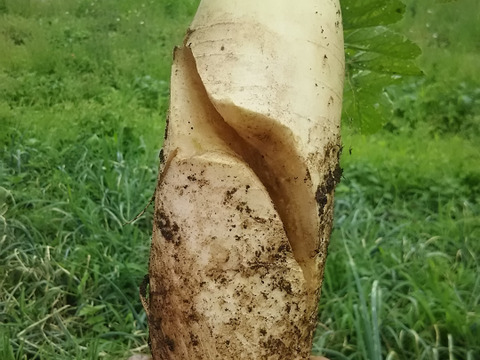 たっぷり大根葉🌱🌱【数量限定🌶️🌶️】 子供に食べさせたいばぁばのものすごい野菜😋🍙🥕