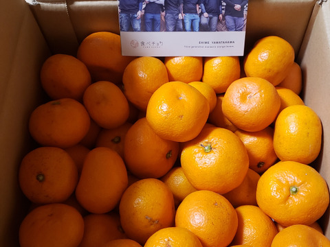 愛媛限定 甘平2kg ×2箱訳あり家庭用【希少品種】とろける甘さ！