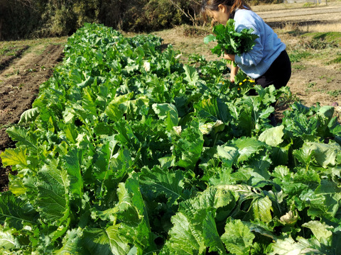 【春めく菜花やつぼみ菜入り】おまかせ野菜セット10種前後～