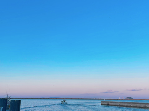 【鮮度抜群】天草・牛深産 釣りアオリイカ（下処理済み・急速冷凍） 700g〜1kg